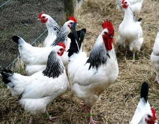 В Японії через пташиний грип знищать понад 300 тис. курей і качок